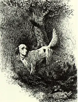 Finding: Hunting Dog Finding Game