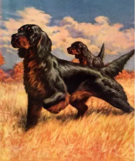 Hunting Dogs
