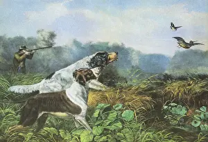 Intently: Hunting Dogs