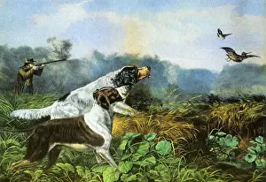 Pursue: Hunting Dogs and Birds