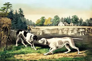 Pointers: Hunting dogs on a Point