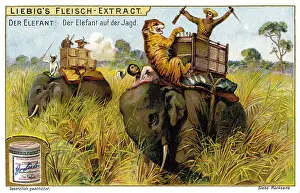 Predators: hunting, elephant, tiger hounting, collection