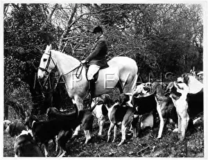 Hedgerow: HUNTING FOXs DEVON