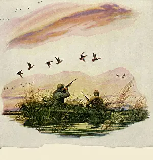 Marshy: Hunting Geese