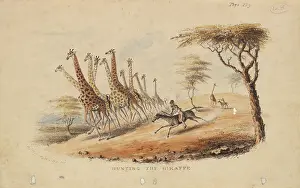 Cornwallis: Hunting the Giraffe by William C Harris