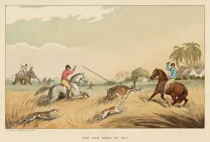 Pursued: HUNTING HOG DEER 1807