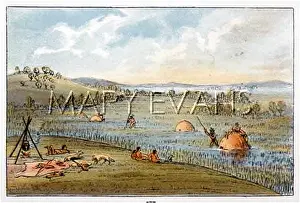 Spearing: HUNTING MUSKRATS