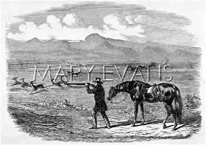 Springbok: HUNTING SPRINGBOK 1850
