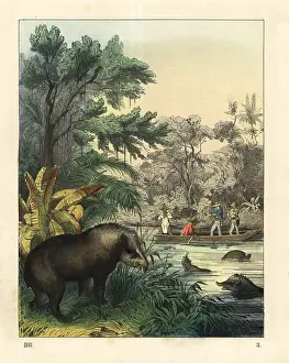 Terrestris: Hunting for tapirs, Tapirus terrestris (endangered)