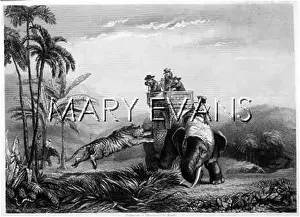 Howdah: HUNTING/TIGER