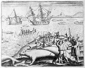C1600: HUNTING WALRUS C1600