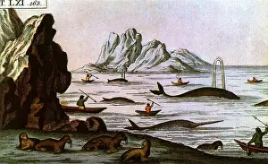 Whales: Hunting Whales