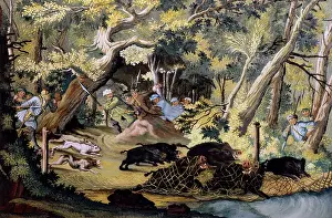 Boars: hunting, wild boar hunting with net, reverse