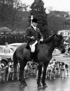 Foxhound: Huntsman of the Lamerton Foxhounds, Tavistock, Devon