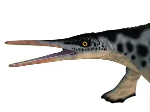 Snout: Hupehsuchus reptile head