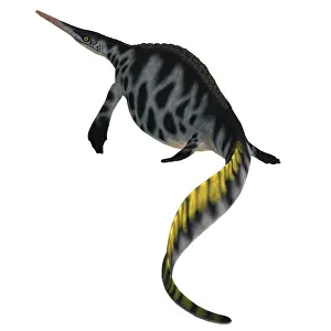 Ichthyosaur: Hupehsuchus reptile, rear view
