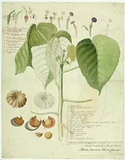 Dionysius: Hura crepitans, sandbox tree