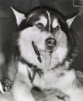 Husky: Husky