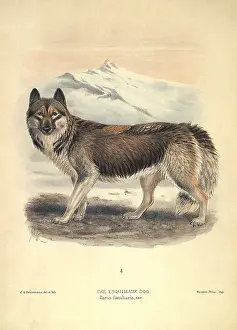 Husky: Husky Dog