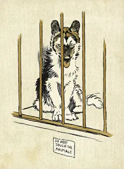 Eskimo: HUSKY PUP ALDIN 1907