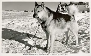 Husky: A HUSKY SLEDGE DOG
