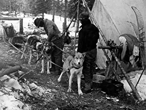 Harnessed: HUSKY SLEIGH