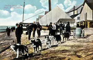 Husky: HUSKY SLEIGH AT NOME