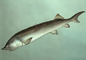 Sturgeon: Huso huso, beluga sturgeon