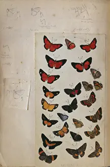 1825 1892: H.W. Bates illustrated notebook