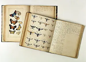 1825 1892: H.W. Bates illustrated notebooks