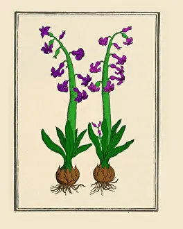 Hyacinths: The Hyacinth