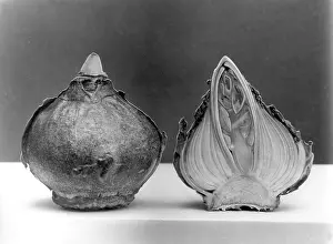 Hyacinthus: HYACINTH BULB