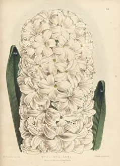 Volume 3: Hyacinth cultivar, Anna