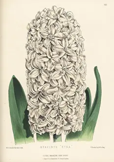 Worthington George Smith: Hyacinth hybrid, Etna