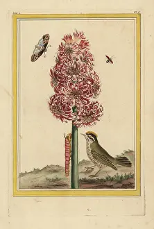Orientalis: Hyacinth hybrid, Hyacinthus orientalis