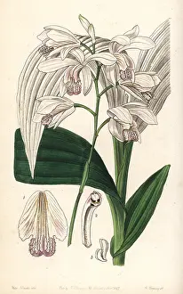 Striata: Hyacinth orchid, Bletilla striata
