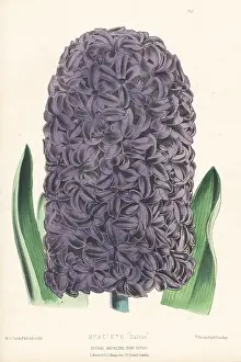 Kings Road: Hyacinth orientalis hybrid, Sultan
