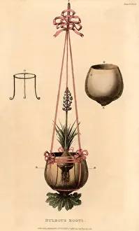 1821: Hyacinth vase which could be suspended. The bulb