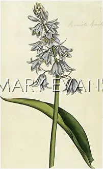 Hispanica: HYACINTHOIDES HISPANICA