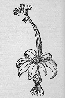 Bluebell: HYACINTHOIDES NON-SCRIPT