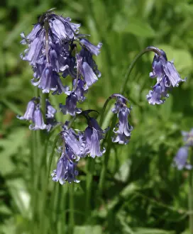 Bluebell: Hyacinthoides nonscripta, bluebell