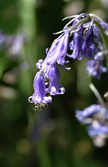Bluebell: Hyacinthoides nonscripta, bluebell