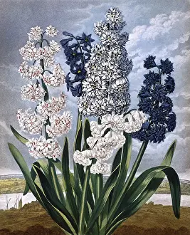 Lady Annunziata Asquith Collection (mep): Hyacinths