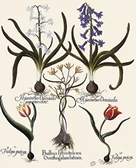 Bulbs: Hyacinths and Assorted Flowers growing from Bulbs