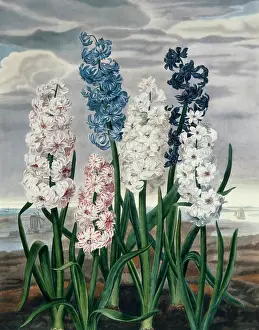 Hyacinths: Hyacinths ' blue, white and pink