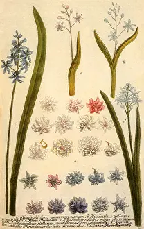Dionysius: Hyacinths, Hyacinthus spp