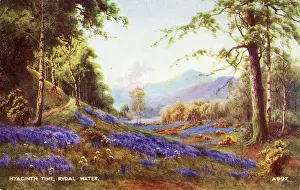 Ambleside: The Hyacinths, Rydal Water, Cumbria