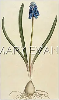 Hyacinthus: HYACINTHUS BOTRYOIDES