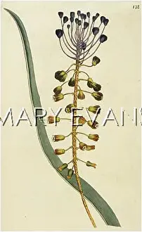 Hyacinthus: HYACINTHUS COMOSUS
