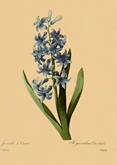 Hyacinths: Hyacinthus orientalis